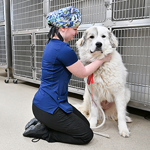 A Veterinary Technology student secures a leash on a big white dog in the SUNY Canton kennels.