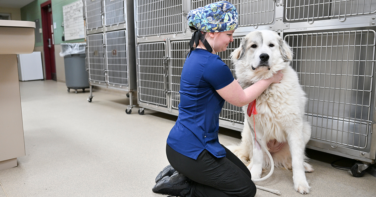 Vet Science Technology Partners with SLC District Attorney’s Office to Care for Abused and Neglected Pets