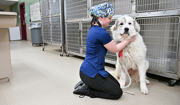 A Veterinary Technology student secures a leash on a big white dog in the SUNY Canton kennels.