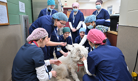 Veterinary Science Technology students in scrubs gather around and pet a large white dog.