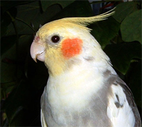 A white, yellow, and red cockatiel