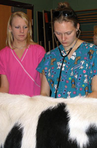 Two Vet Tech students listen to a cow's heartbeat.