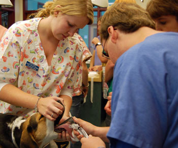 Two students look inside a dog's mouth