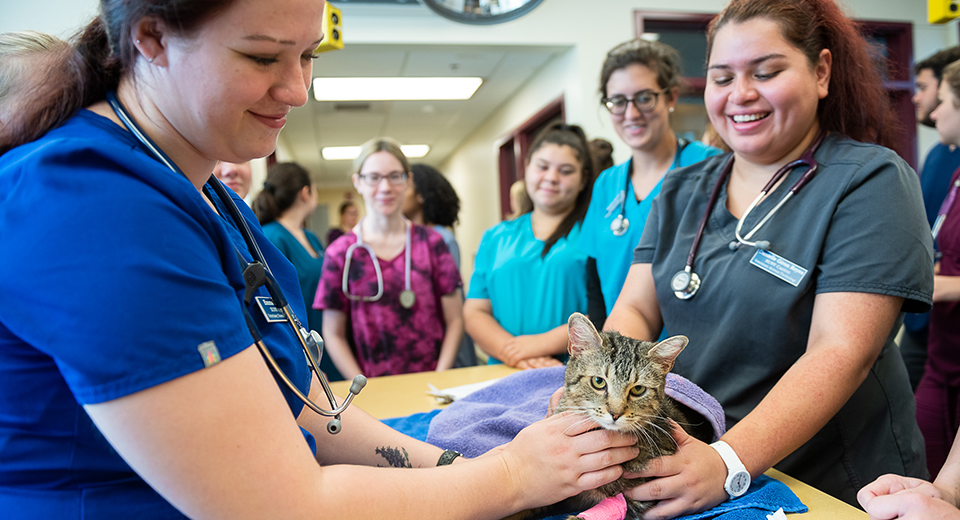 Veterinary Technology students assist a gray tiger cat with a pink cast.