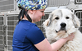 A Vet Tech students interacts with a large white dog in the Newell Vet Center kennel.