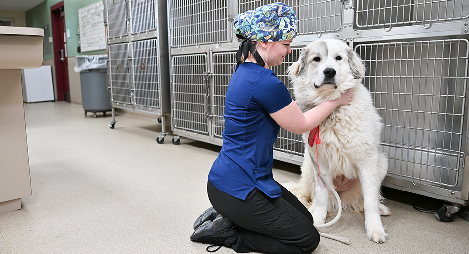 A Vet Tech students interacts with a large white dog in the Newell Vet Center kennel.