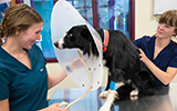 Two students fit a dog with a restrictive collar in the Veterinary Technology lab.