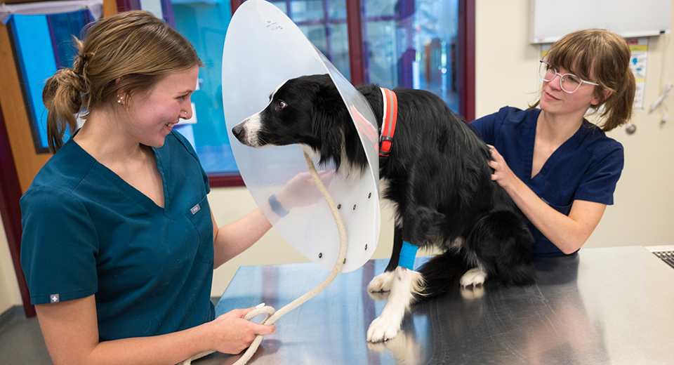 Two students fit a dog with a restrictive collar in the Veterinary Technology lab.