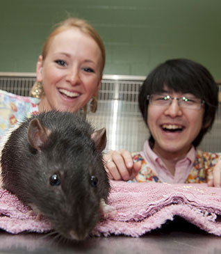 Two students watch a gray rat.