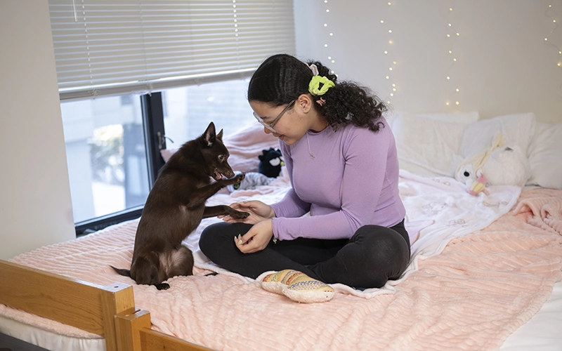 A student plays with her small black dog while sitting on a bed in a dorm room.