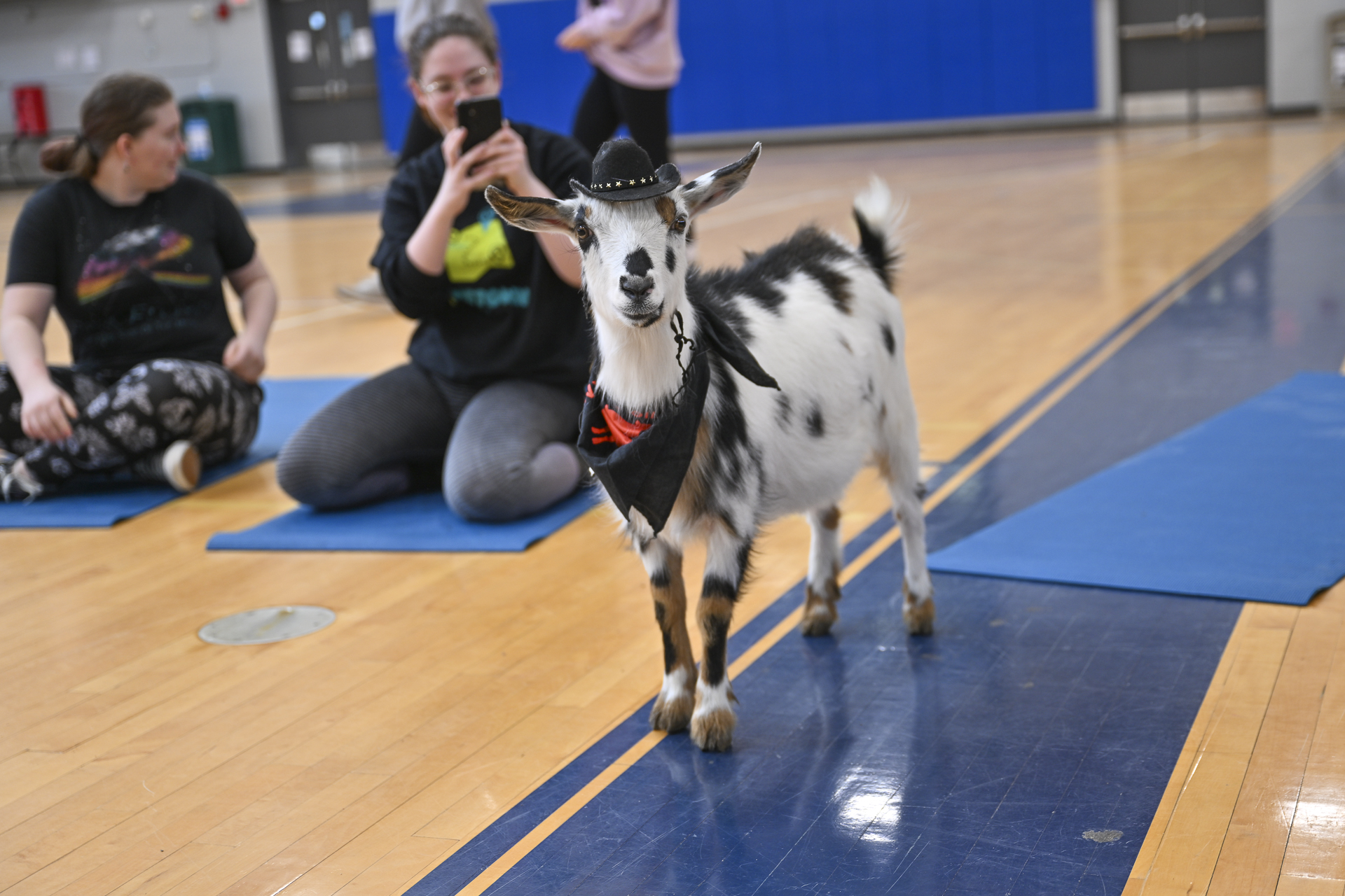 Photo of a Goat wearing a cowboy hat