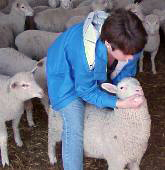Mary Loomis inspects a sheep.