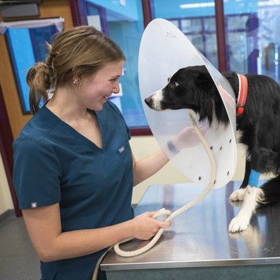 Veterinary Assistant works with a dog with a protective collar funnel.